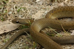 Thamnosophis infrasignatus