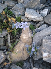Campanula cenisia