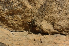 Oplurus grandidieri
