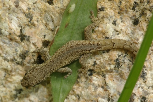 Robust Dwarf Gecko