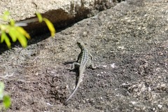 Oplurus quadrimaculatus