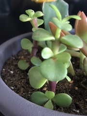Magnoliopsida
