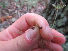 Taenidia montana