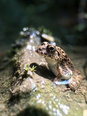 Fejervarya kawamurai