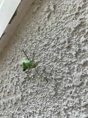 Mantidae