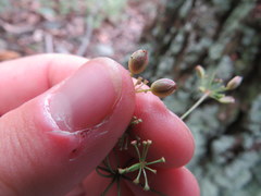 Taenidia montana