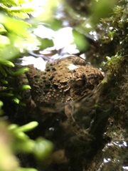 Fejervarya kawamurai