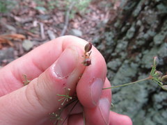 Taenidia montana