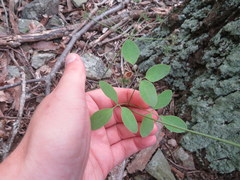 Taenidia montana