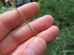 Muhlenbergia tenuiflora