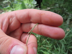 Muhlenbergia tenuiflora