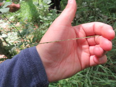 Muhlenbergia tenuiflora