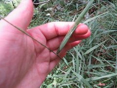 Muhlenbergia tenuiflora