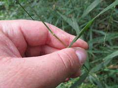 Muhlenbergia tenuiflora