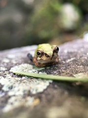 Hyla japonica