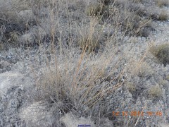 Gypsophila struthium