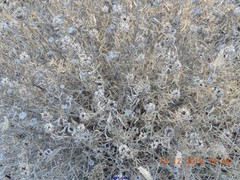 Centaurea hyssopifolia