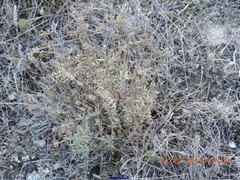 Helianthemum squamatum