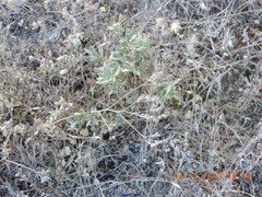 Helianthemum squamatum