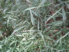 Muhlenbergia tenuiflora