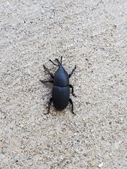Scyphophorus