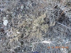 Helianthemum squamatum