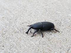 Scyphophorus