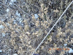 Helianthemum squamatum