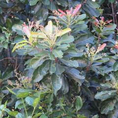 Buchanania arborescens