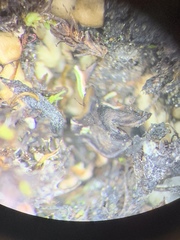 Placidium squamulosum