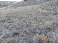 Centaurea hyssopifolia