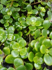 Sedum tetractinum