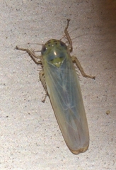 Macrosteles quadrilineatus