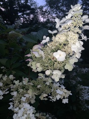 Hydrangea paniculata