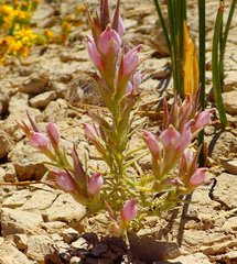 Chloropyron tecopense