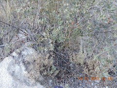 Helianthemum squamatum