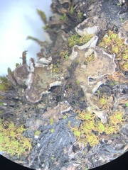 Peltigera lepidophora