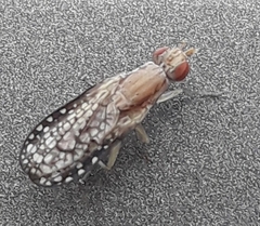 Trypetoptera canadensis