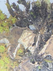 Peltigera lepidophora