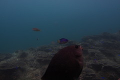 Plectroglyphidodon altus