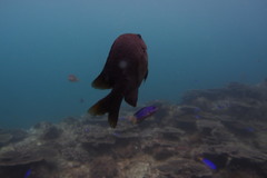 Plectroglyphidodon altus