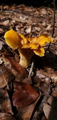 Cantharellus tenuithrix