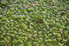 Azolla caroliniana