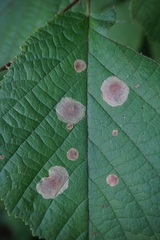 Cameraria corylisella