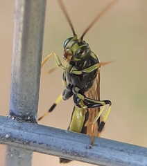 Exenterus amictorius