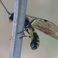 Exenterus amictorius