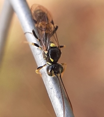 Exenterus amictorius