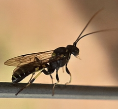 Exenterus amictorius