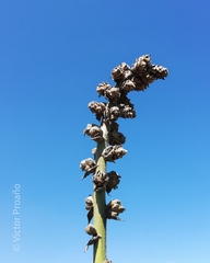Puya asplundii