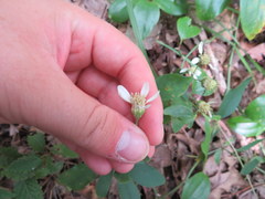 Doellingeria infirma